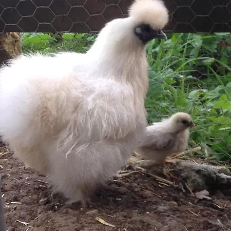 Ma Maison De Couture