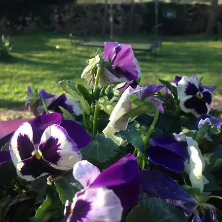 Ma Maison De Couture