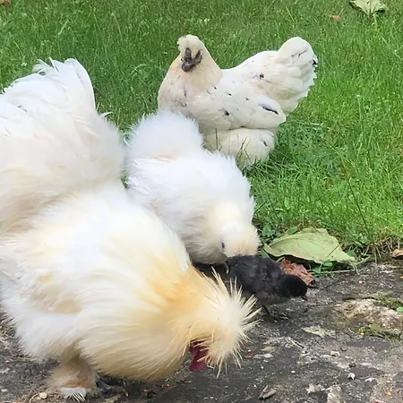 Ma Maison De Couture 3*