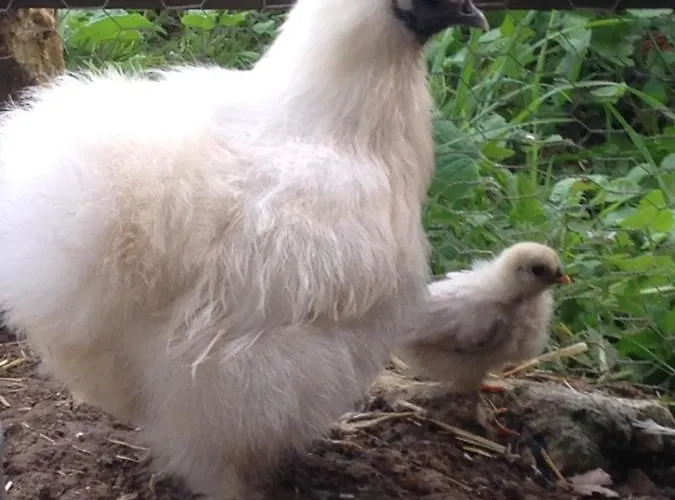 Ma Maison De Couture