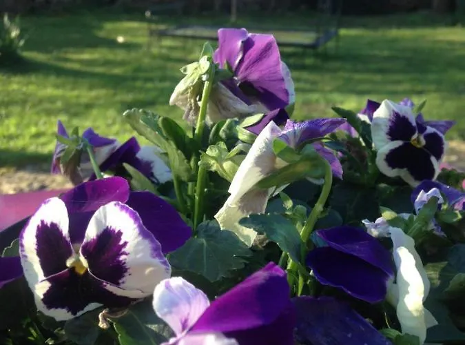 Ma Maison De Couture