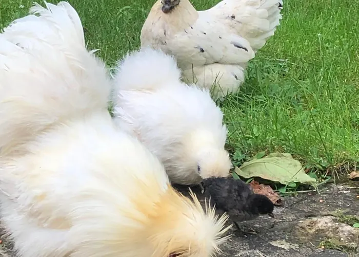 Ma Maison De Couture 3*