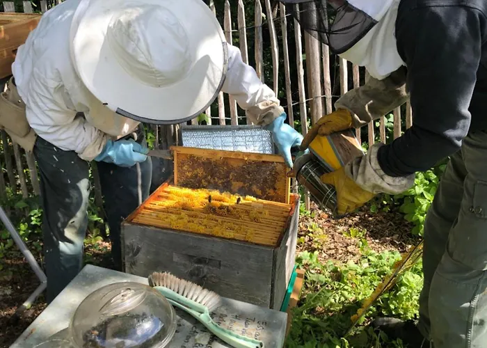 Ma Maison De Couture Urval